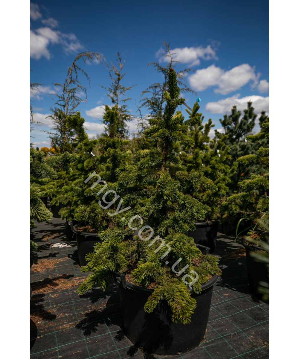 Сосна остиста(Pinus aristata)