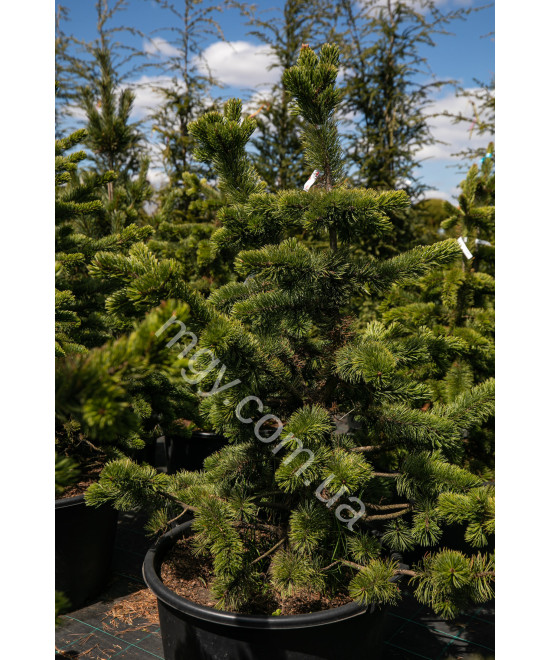 Сосна остиста(Pinus aristata)
