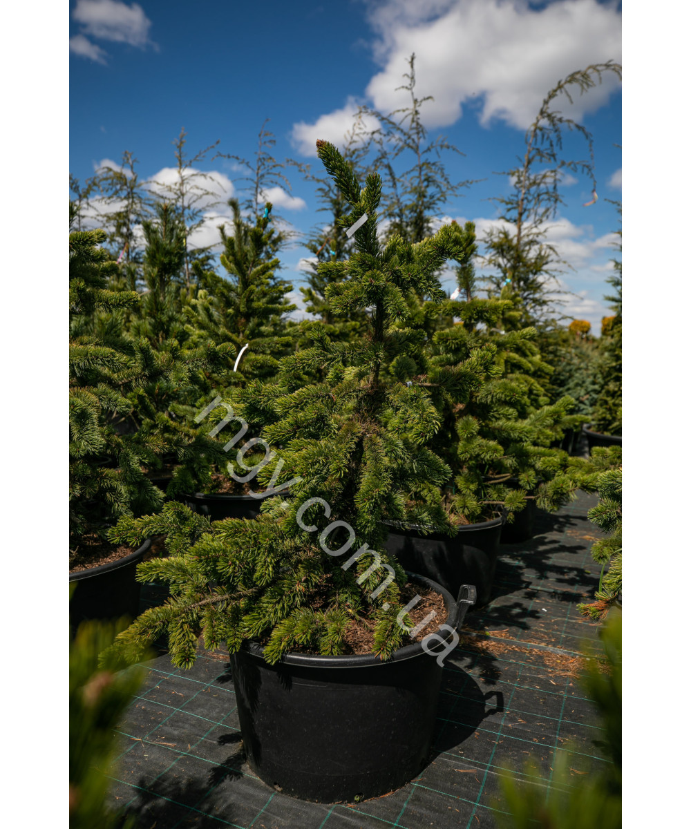 Сосна остиста(Pinus aristata)