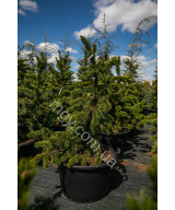 Сосна остиста(Pinus aristata)