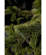 Сосна остиста(Pinus aristata)