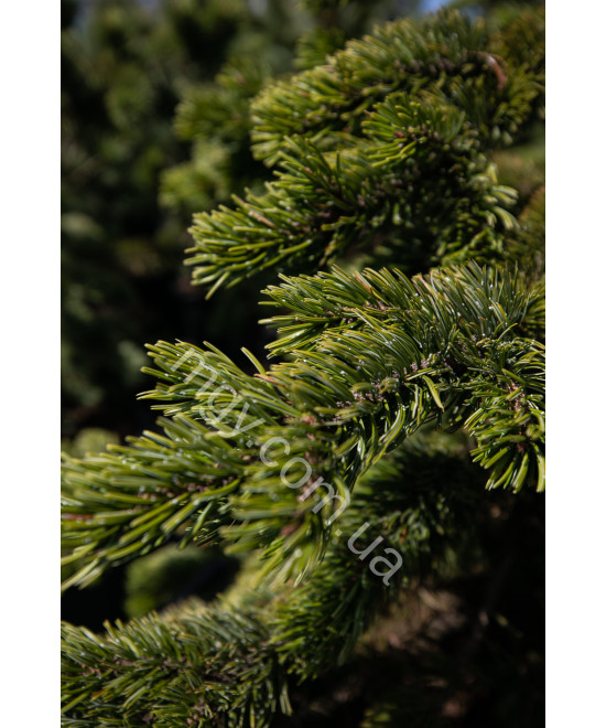 Сосна остиста(Pinus aristata)