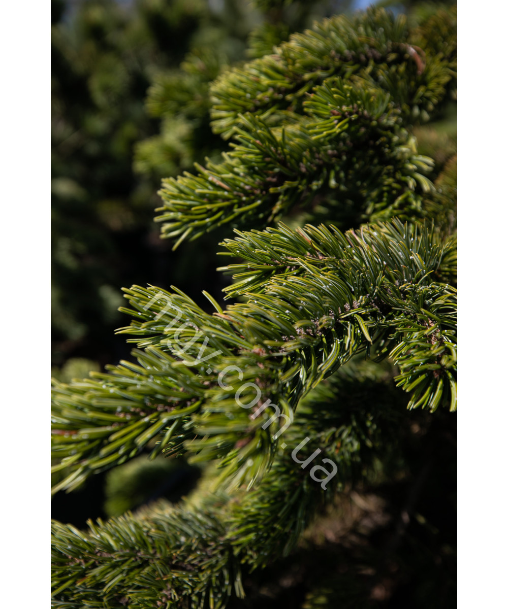 Сосна остиста(Pinus aristata)