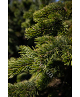 Сосна остиста(Pinus aristata)