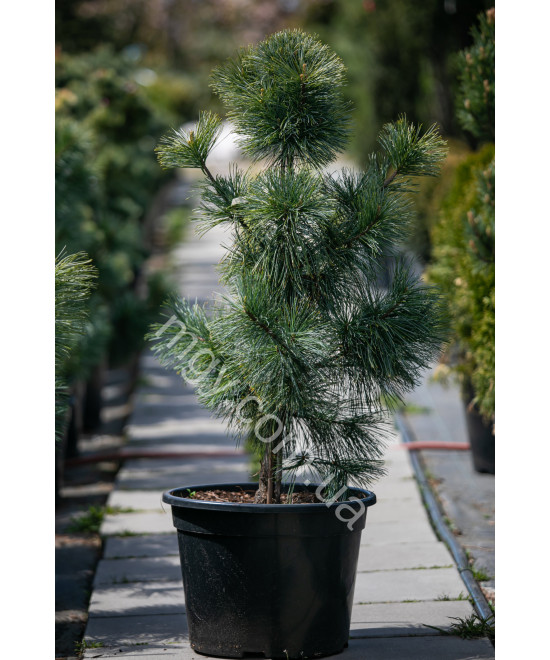 Сосна корейська Око Дракона (Pinus koraiensis Dragon Eye)