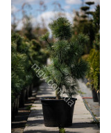 Сосна корейська Око Дракона (Pinus koraiensis Dragon Eye)