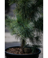 Сосна корейська Око Дракона (Pinus koraiensis Dragon Eye)