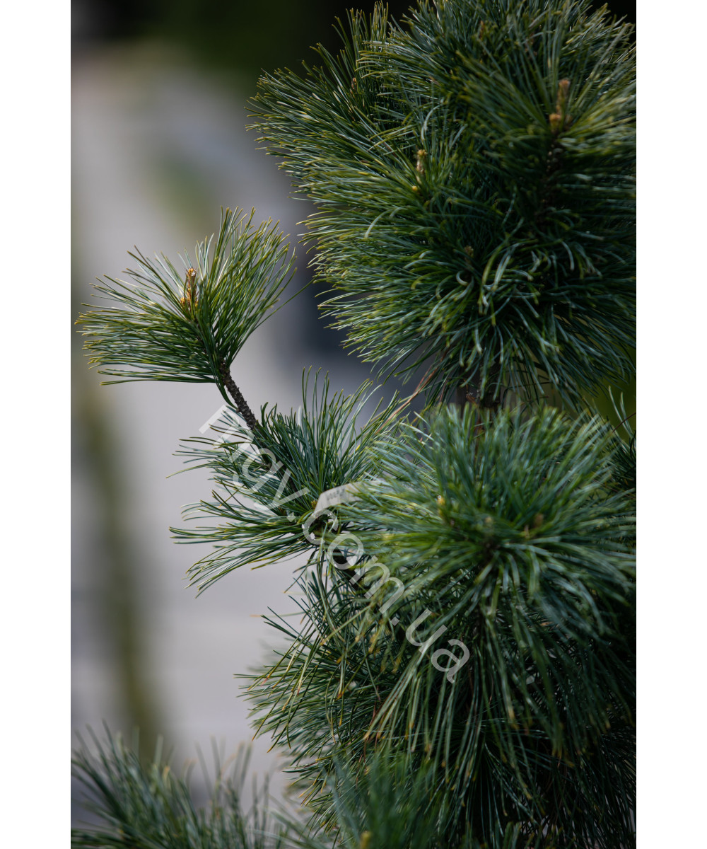 Сосна корейська Око Дракона (Pinus koraiensis Dragon Eye)