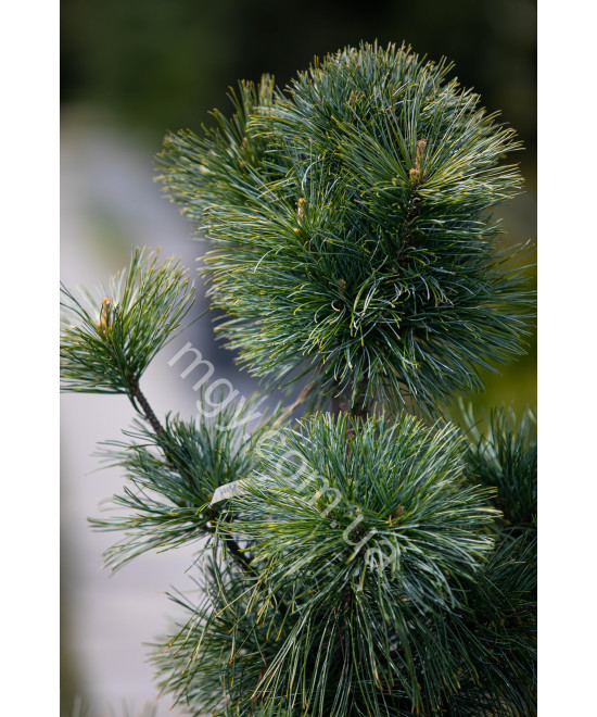 Сосна корейська Око Дракона (Pinus koraiensis Dragon Eye)
