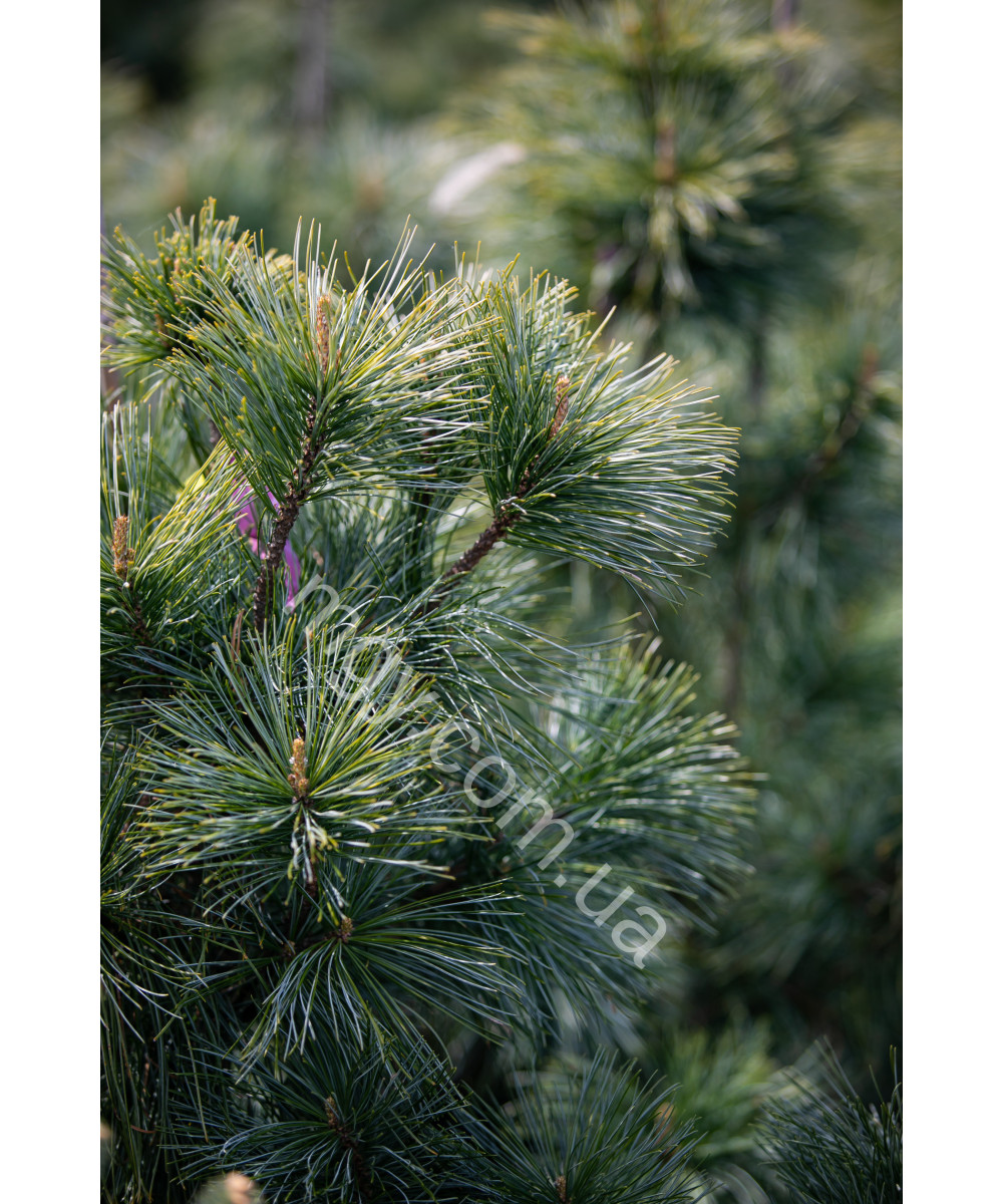 Сосна корейська Око Дракона (Pinus koraiensis Dragon Eye)