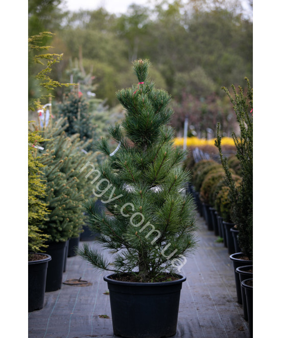 Сосна кедрова європейська (Pinus cembra)