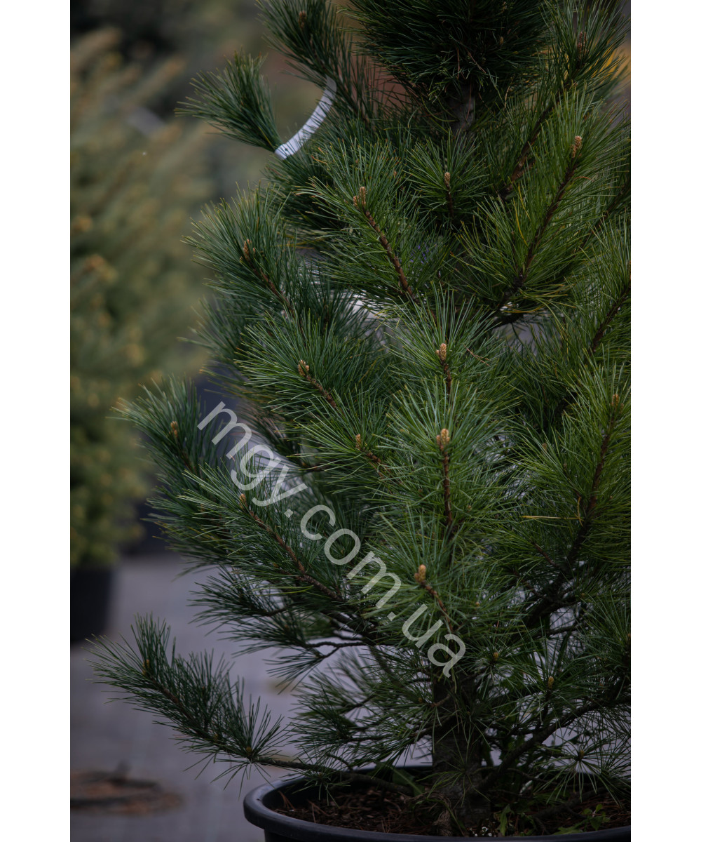 Сосна кедрова європейська (Pinus cembra)