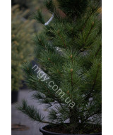 Сосна кедрова європейська (Pinus cembra)