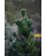 Сосна кедрова європейська (Pinus cembra)
