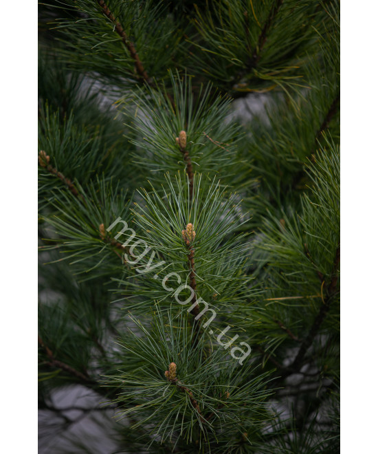 Сосна кедрова європейська (Pinus cembra)