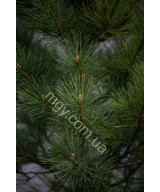 Сосна кедрова європейська (Pinus cembra)