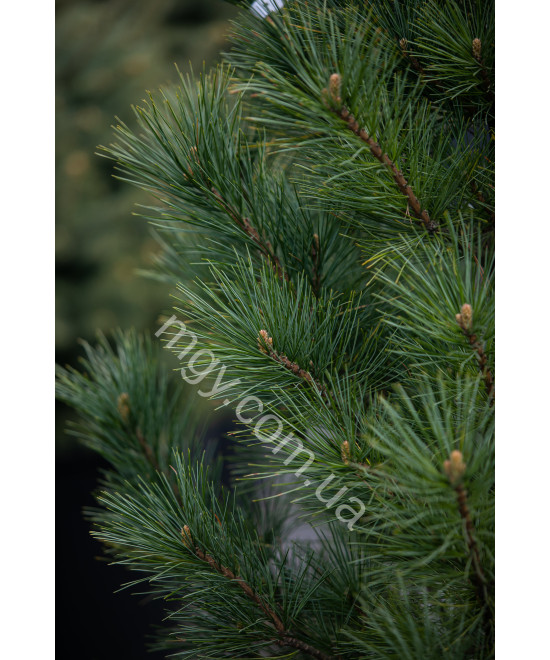 Сосна кедрова європейська (Pinus cembra)