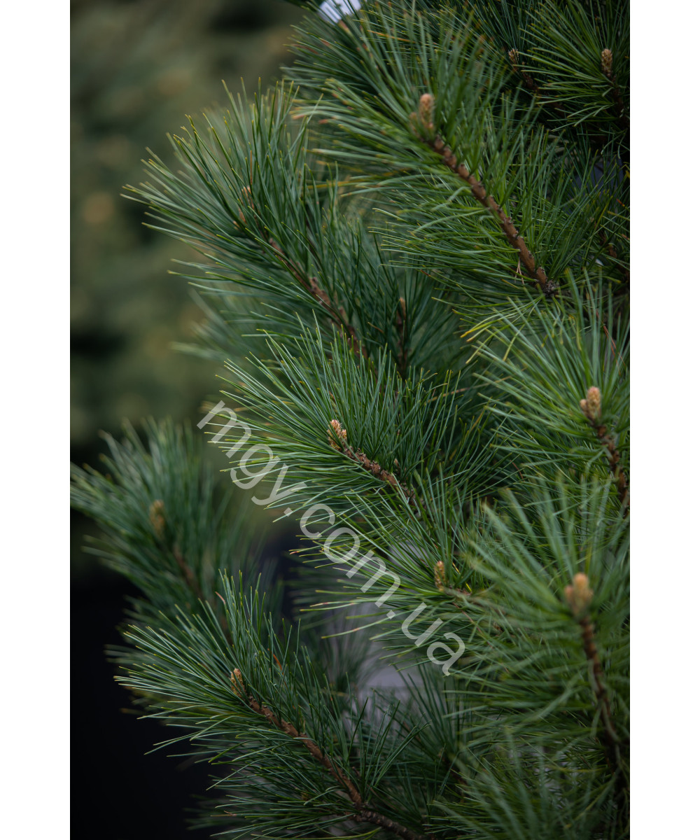 Сосна кедрова європейська (Pinus cembra)