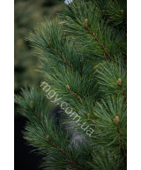 Сосна кедрова європейська (Pinus cembra)