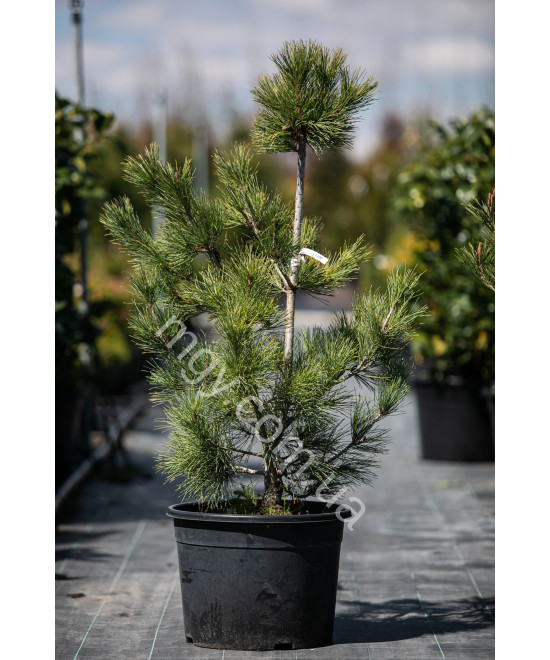 Сосна Кедрова 'Глаук' (Pinus cembra Compacta Glauca)