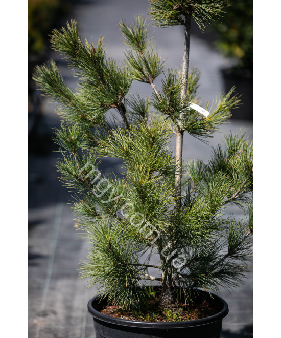 Сосна Кедрова 'Глаук' (Pinus cembra Compacta Glauca)
