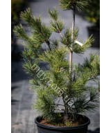 Сосна Кедрова 'Глаук' (Pinus cembra Compacta Glauca)