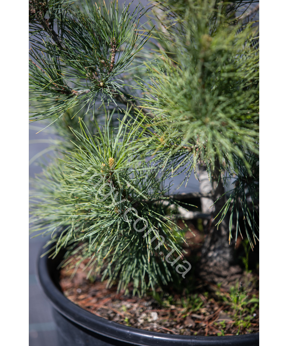 Сосна Кедрова 'Глаук' (Pinus cembra Compacta Glauca)