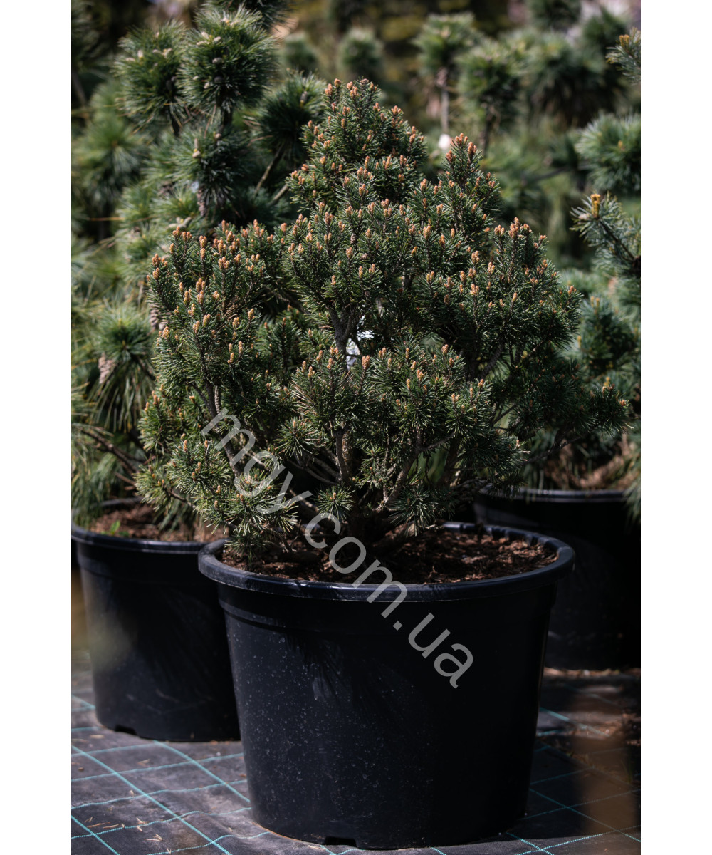 Сосна звичайна Шантрі Блю (Pinus sylvestris Chantry Blue)
