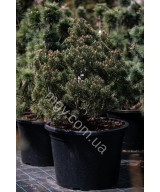 Сосна звичайна Шантрі Блю (Pinus sylvestris Chantry Blue)