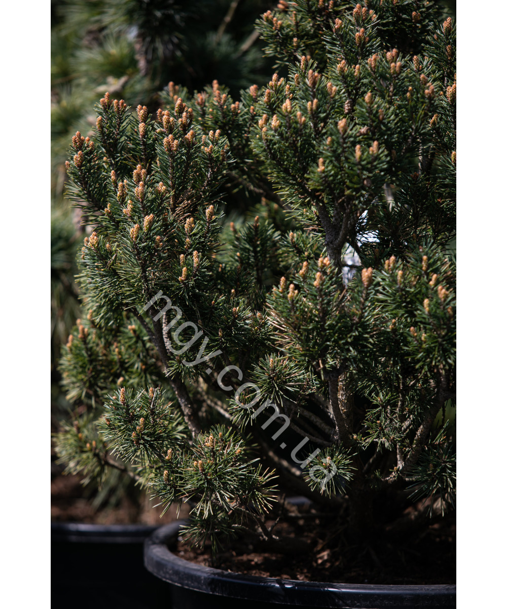 Сосна звичайна Шантрі Блю (Pinus sylvestris Chantry Blue)