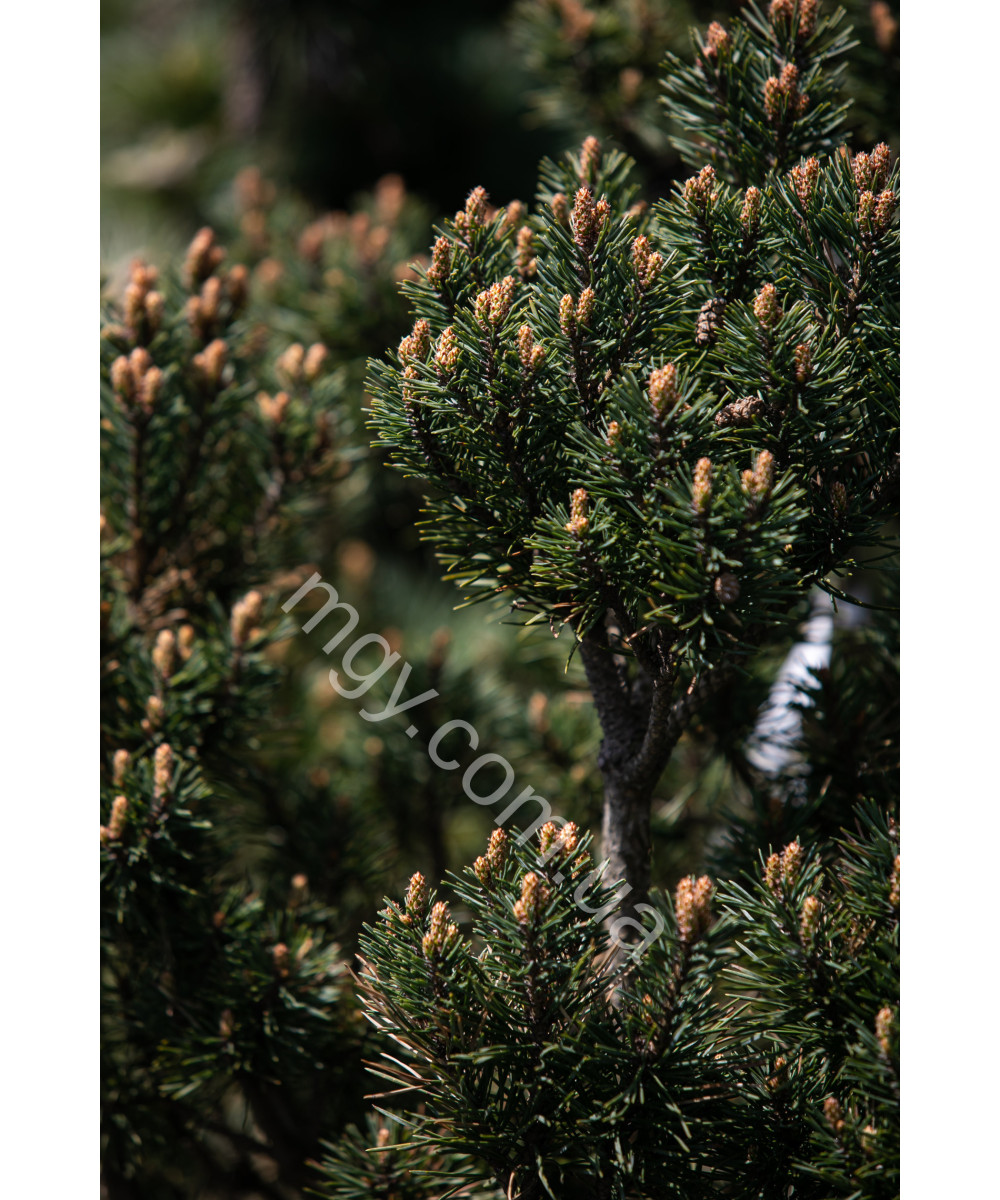 Сосна звичайна Шантрі Блю (Pinus sylvestris Chantry Blue)