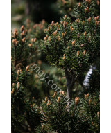 Сосна звичайна Шантрі Блю (Pinus sylvestris Chantry Blue)