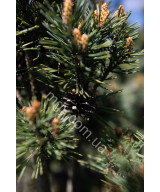 Сосна звичайна Шантрі Блю (Pinus sylvestris Chantry Blue)