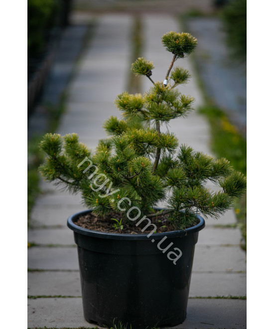 Сосна дрібноквіткова Голділокс  (Pinus parviflora Goldilocks)