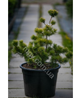 Сосна дрібноквіткова Голділокс  (Pinus parviflora Goldilocks)
