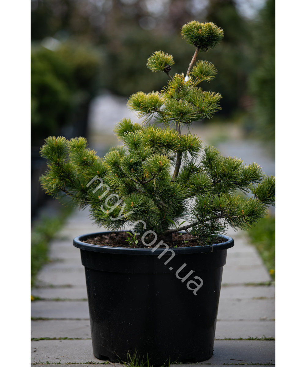 Сосна дрібноквіткова Голділокс  (Pinus parviflora Goldilocks)