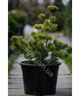 Сосна дрібноквіткова Голділокс  (Pinus parviflora Goldilocks)