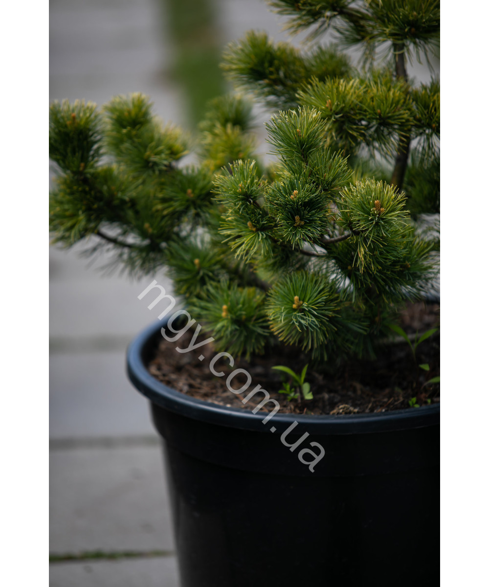 Сосна дрібноквіткова Голділокс  (Pinus parviflora Goldilocks)