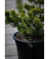 Сосна дрібноквіткова Голділокс  (Pinus parviflora Goldilocks)