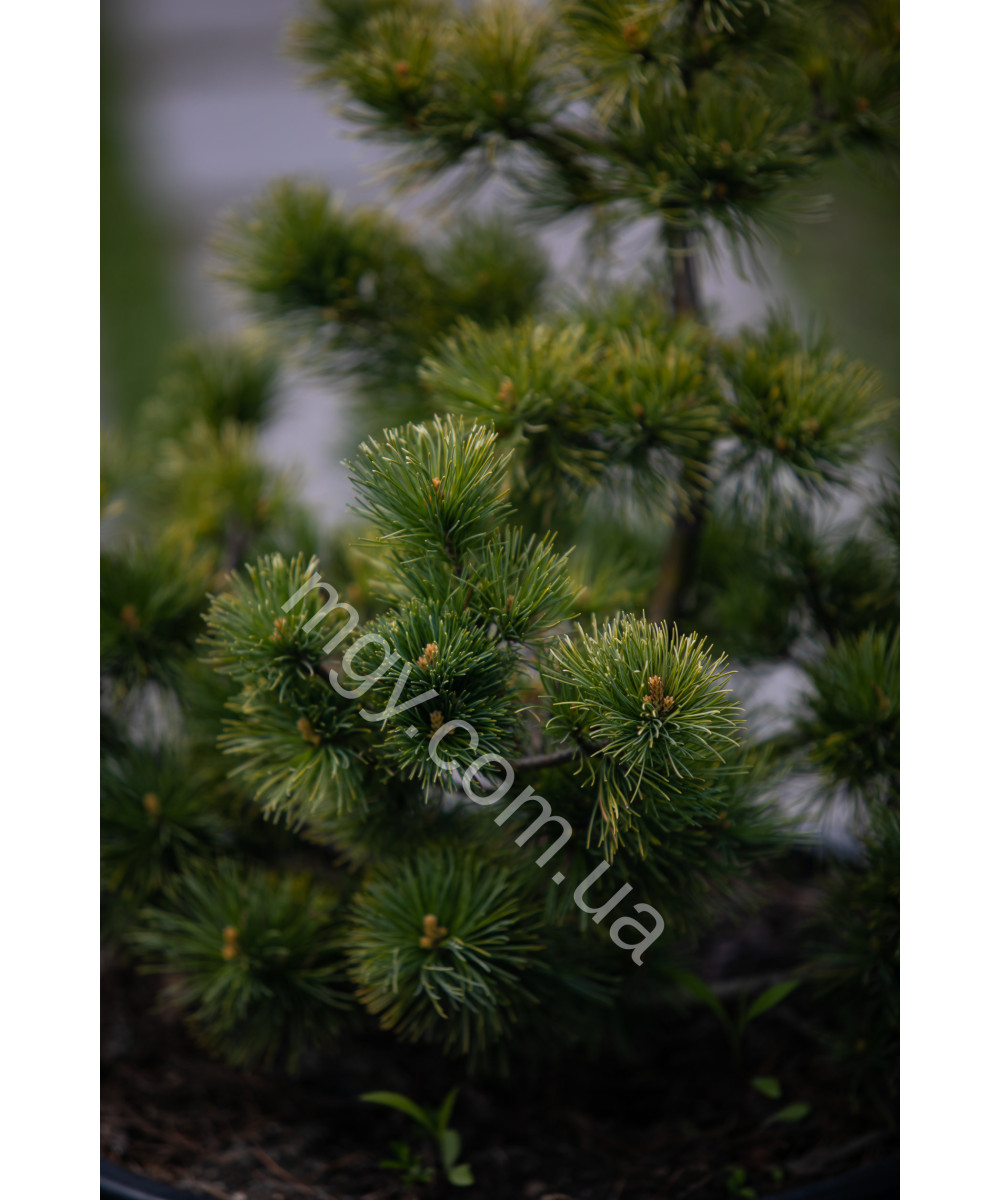 Сосна дрібноквіткова Голділокс  (Pinus parviflora Goldilocks)