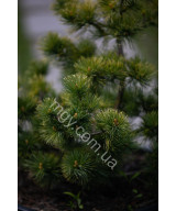 Сосна дрібноквіткова Голділокс  (Pinus parviflora Goldilocks)