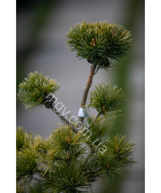 Сосна дрібноквіткова Голділокс  (Pinus parviflora Goldilocks)