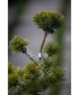 Сосна дрібноквіткова Голділокс  (Pinus parviflora Goldilocks)