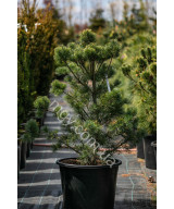Сосна дрібноквіткова Schoon's Bonsai (Pinus parviflora Schoon's Bonsai)