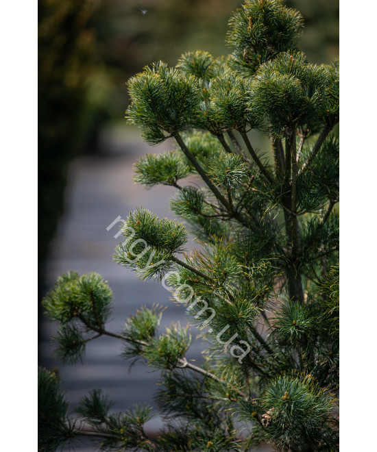 Сосна дрібноквіткова Schoon's Bonsai (Pinus parviflora Schoon's Bonsai)
