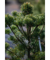Сосна дрібноквіткова Schoon's Bonsai (Pinus parviflora Schoon's Bonsai)