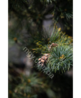 Сосна дрібноквіткова Schoon's Bonsai (Pinus parviflora Schoon's Bonsai)