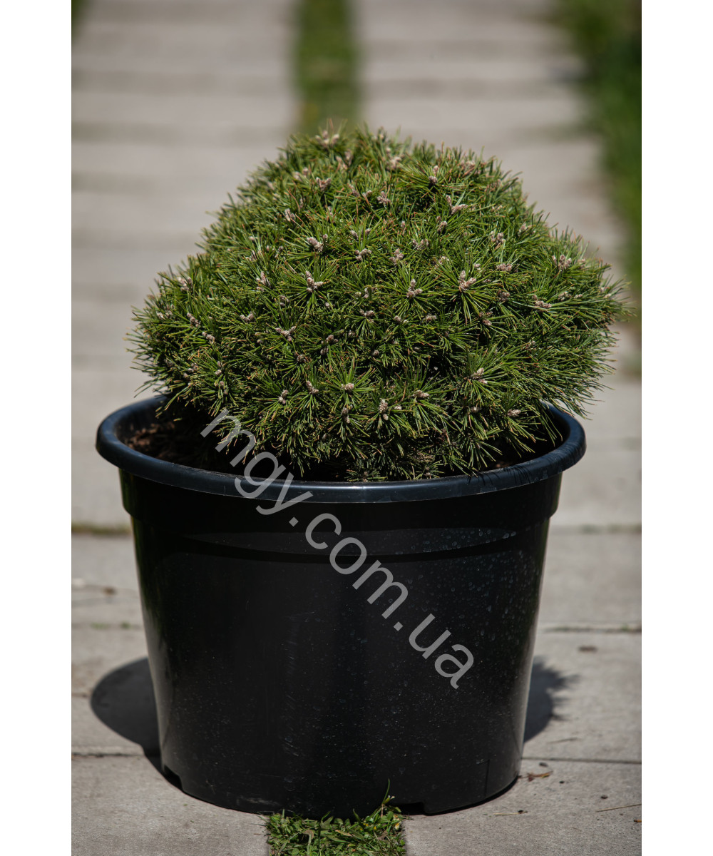 Сосна гірська Бенжамін (Pinus mugo Benjamin)