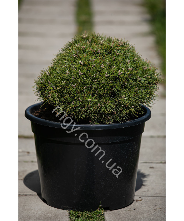 Сосна гірська Бенжамін (Pinus mugo Benjamin)