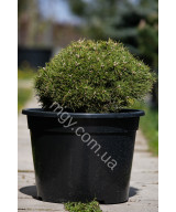 Сосна гірська Бенжамін (Pinus mugo Benjamin)